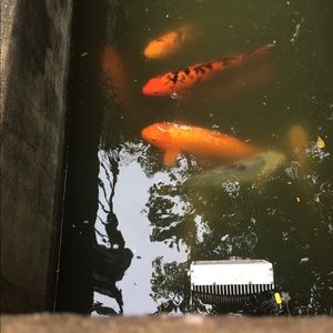 Meet your Posher, Mia